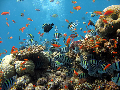 Aquariums of Maui